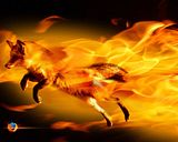 The real Fire fox