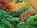 Autumn Greenery Forest Scene