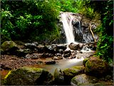 Waterfall in Green Forest