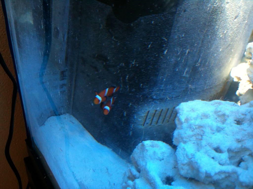 Clownfish swimming vertically | Living Reefs