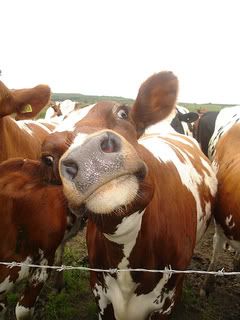 funny cow:] Pictures, Images and Photos