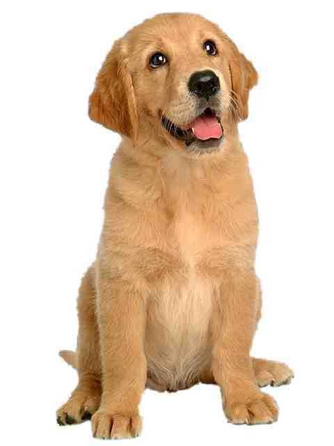 golden retriever dog photos. dog-pet-golden-retriever-