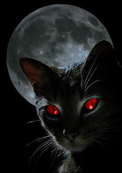 Cats Red Eyes