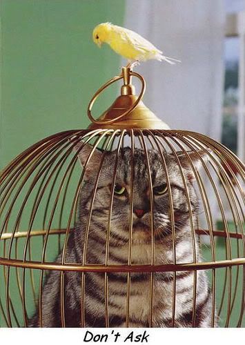 Owned.jpg funny cats image by mysticgoddessga30742