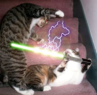 jedi cats