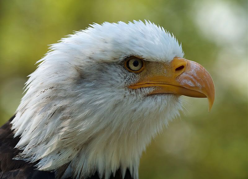 U.S. Bald Eagle