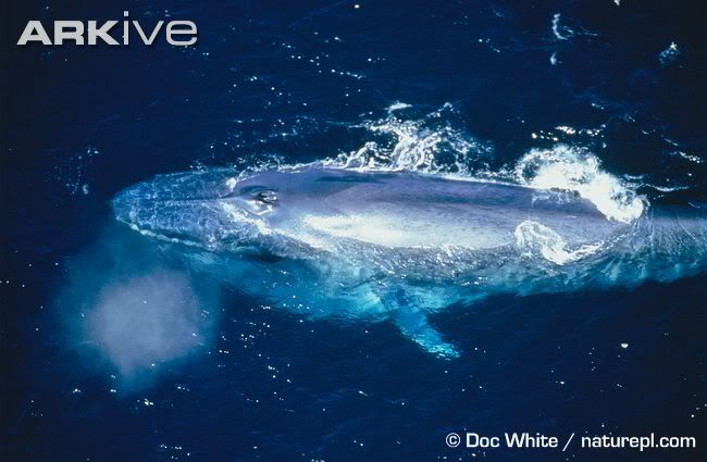 blue whale