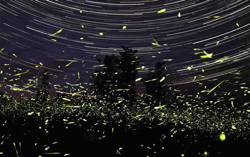 fireflies in jar at night. One hour exposure of fireflies