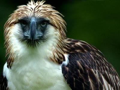 e-Philippines Adventure Travel- Philippines online travel agency - The Philippine Eagle
