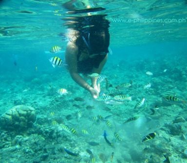 Balicasag Island snorkeling, Bohol