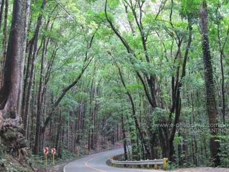 Bilar Man-made Forest, Bohol