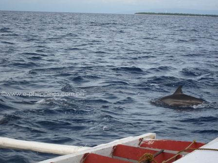 Dolphin Watching, Bohol