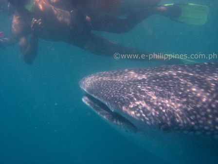 Donsol Whale Shark Interaction