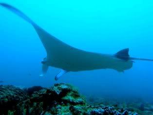 Manta Ray Donsol, Sorsogon, Philippines