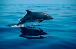 Dolphin Watching, Puerto Princesa