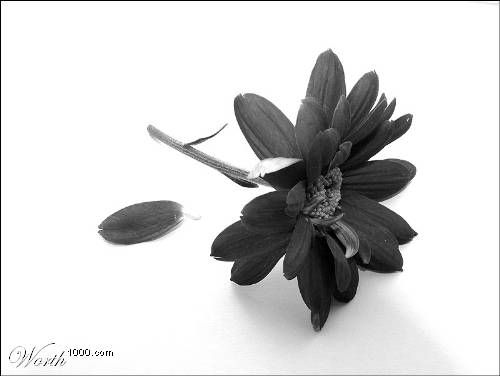 Flower myspace comments