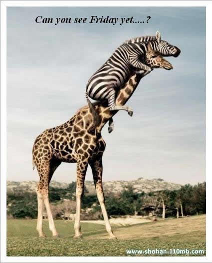 Friday Photo Picture