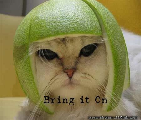 Funny Photo Picture