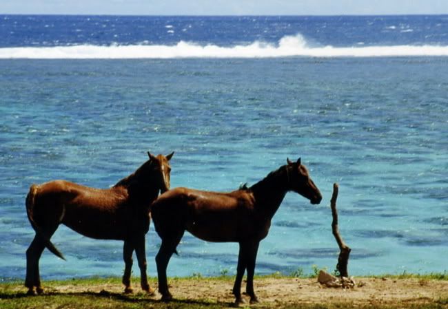 horses-beach_-_fiji_-_web.jpg horses on beach image by seasiderancher