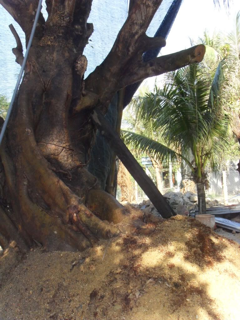 SDC14251.jpg SDC14251.jpg