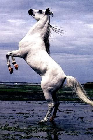 A White Stallion