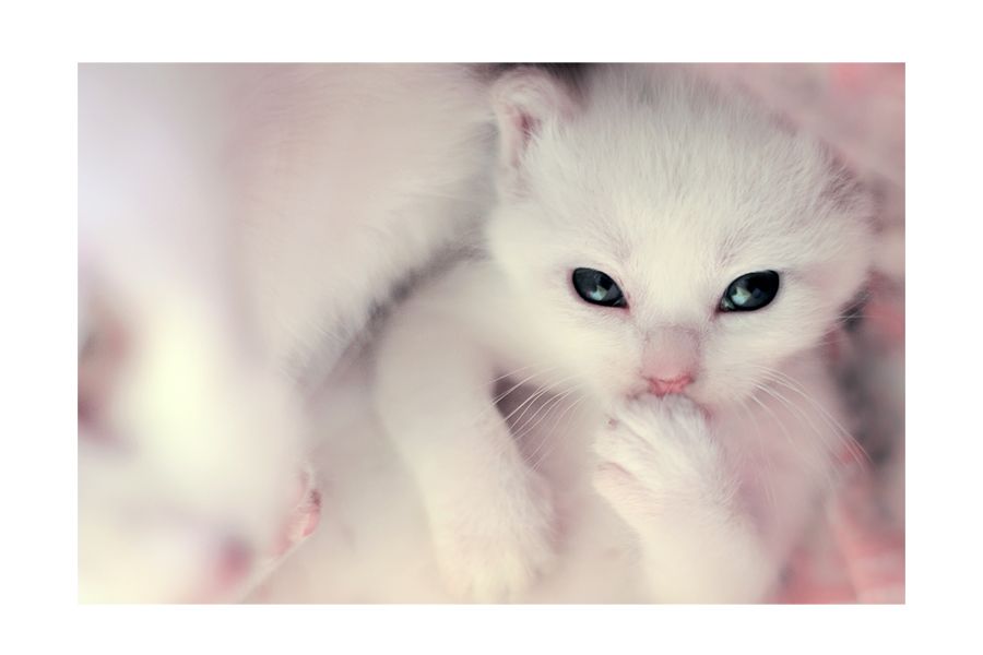 photo Hello__little_white_kitten__by_SubterfugeMalaises.jpg