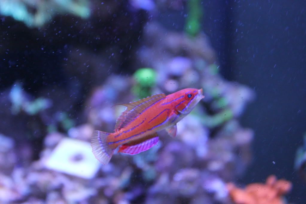 Fairy Wrasse Suggestion - Reef Central Online Community