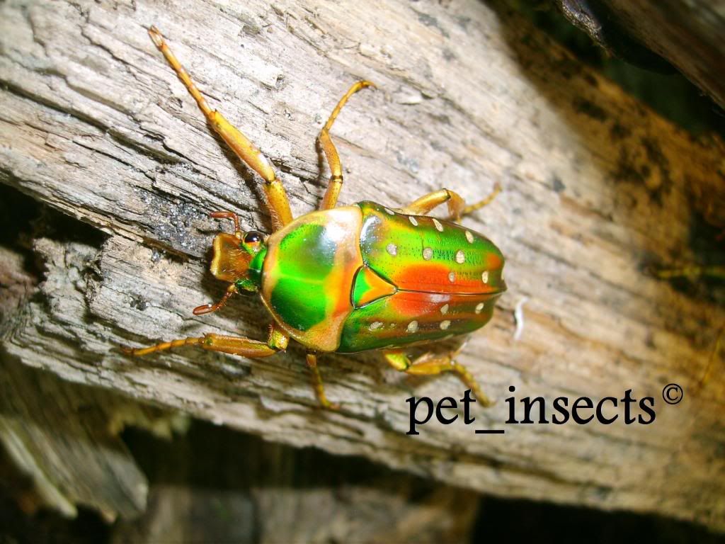 Visit Andre's new blog! *CLICK ON PHOTO* ...Buy exotic beetles from pendemarc @ yahoo.com (close spaces)
