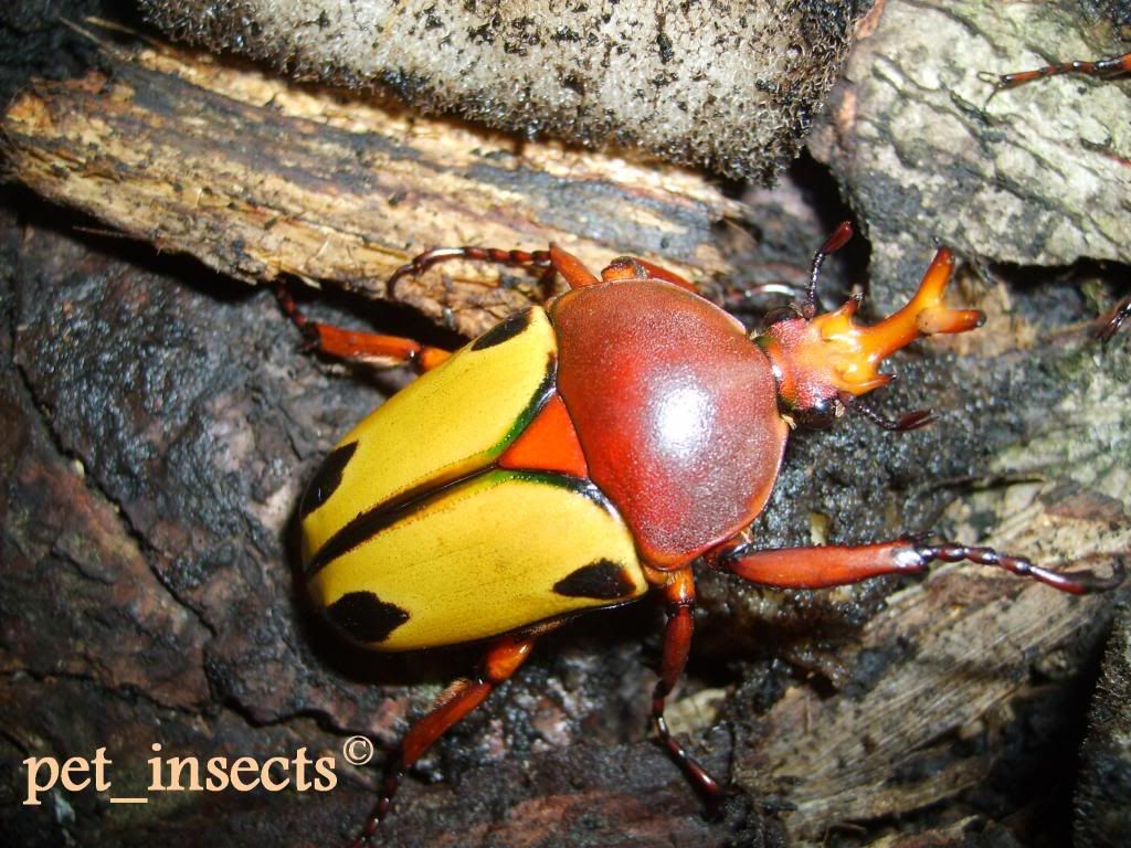 NW England Available Giant / Tropical Pet Beetles for Sale or Exchange