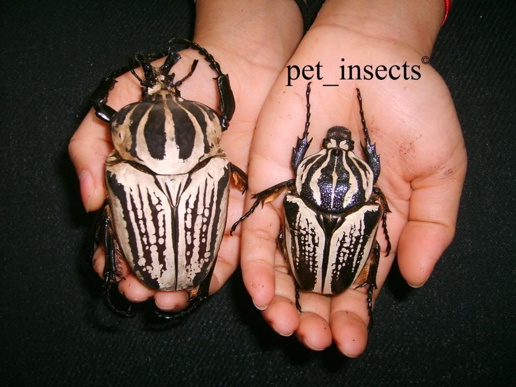 09 Goliathus Preissi Major Pair Pet_insects C Photo by pet_insects Photobucket