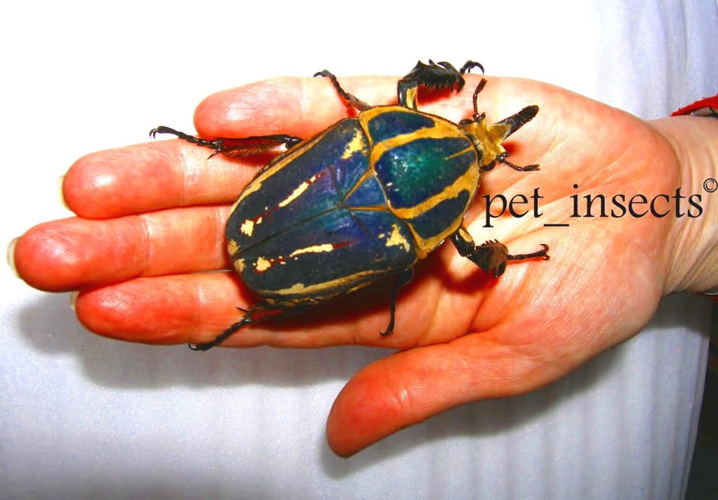 Available Giant / Tropical Pet Beetles for Sale or Exchange from pet