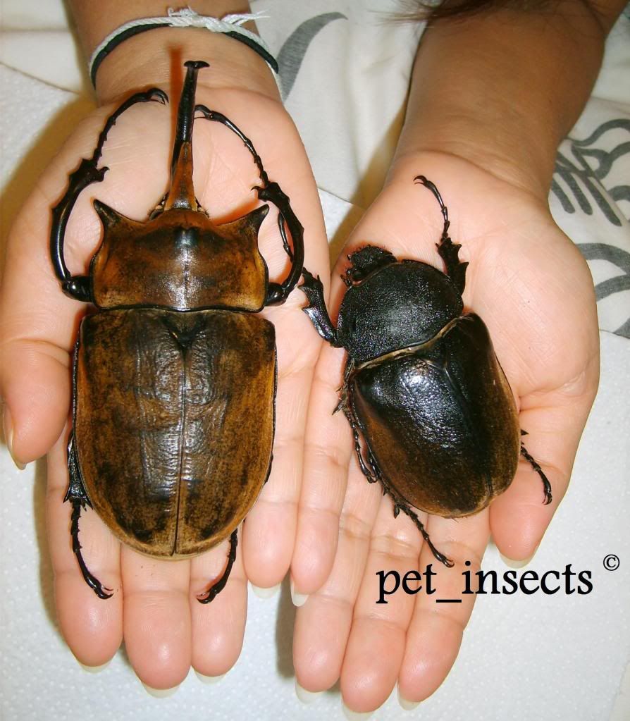 acteon beetle