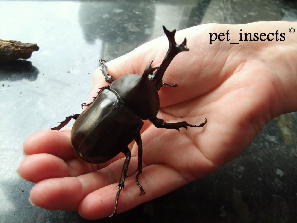 Available Giant / Tropical Pet Beetles for Sale or Exchange from pet_insects Reptile Forums