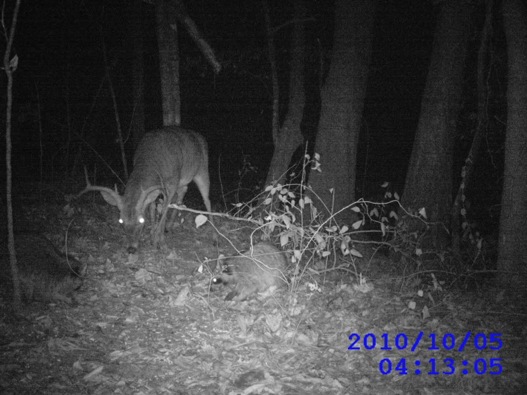 DEER099.jpg
