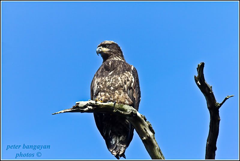 IMAGE: http://i568.photobucket.com/albums/ss130/rutlian/1201_BALDEAGLEDESMOINES_015-Edit.jpg