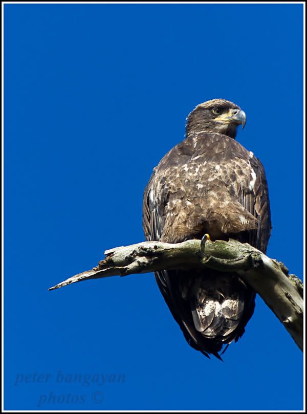 IMAGE: http://i568.photobucket.com/albums/ss130/rutlian/1201_BALDEAGLEDESMOINES_022-Edit.jpg