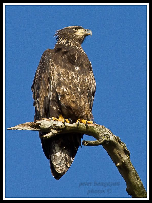 IMAGE: http://i568.photobucket.com/albums/ss130/rutlian/1201_BALDEAGLEDESMOINES_041-Edit-Edit.jpg