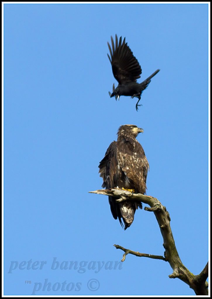 IMAGE: http://i568.photobucket.com/albums/ss130/rutlian/1201_BALDEAGLEDESMOINES_056-Edit.jpg