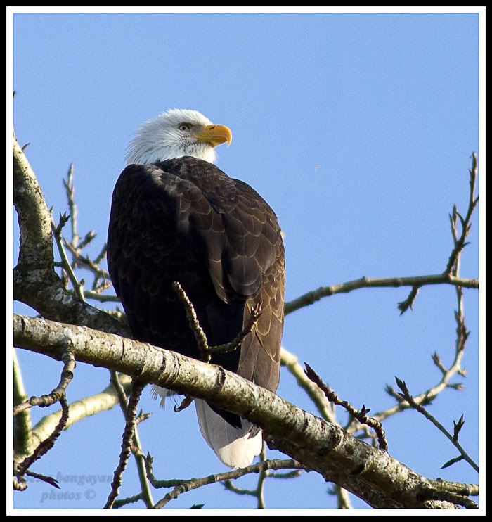 IMAGE: http://i568.photobucket.com/albums/ss130/rutlian/1201_BALDEAGLEDESMOINES_065-Edit-Edit.jpg