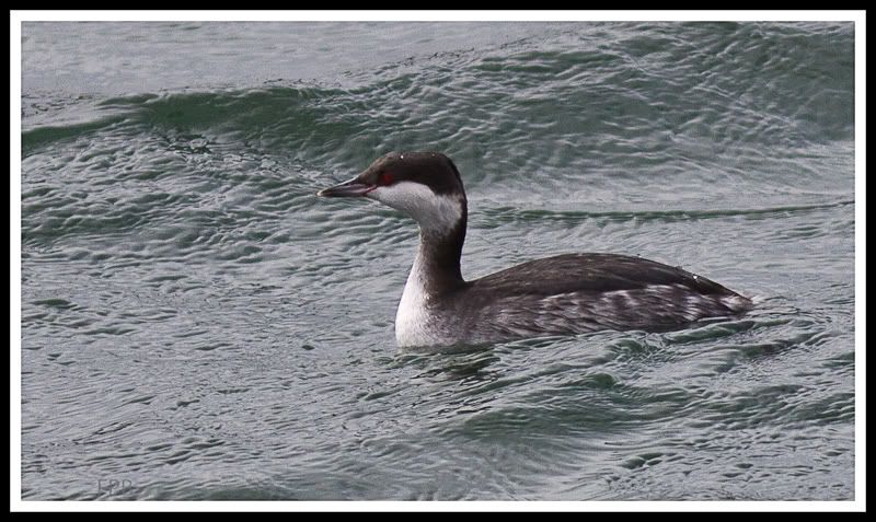 IMAGE: http://i568.photobucket.com/albums/ss130/rutlian/1201_untitled_001-Edit.jpg