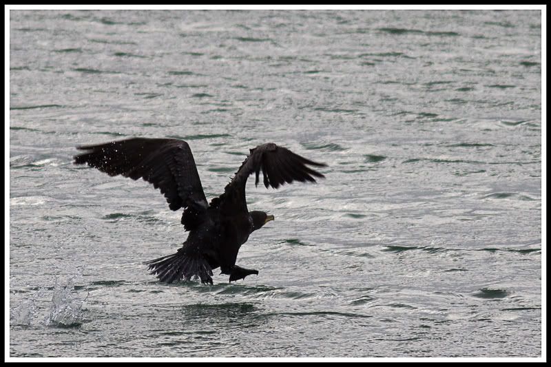 IMAGE: http://i568.photobucket.com/albums/ss130/rutlian/1201_untitled_020-Edit.jpg