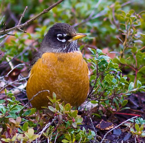 IMAGE: http://i568.photobucket.com/albums/ss130/rutlian/1201_untitled_020.jpg