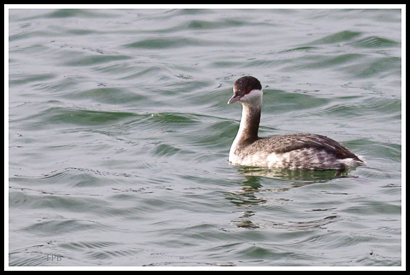 IMAGE: http://i568.photobucket.com/albums/ss130/rutlian/1201_untitled_058-Edit.jpg