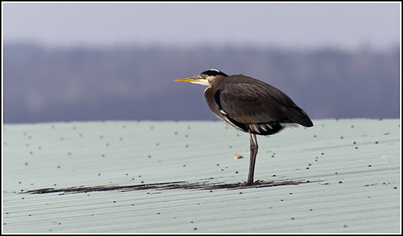 IMAGE: http://i568.photobucket.com/albums/ss130/rutlian/1201_untitled_066-Edit.jpg