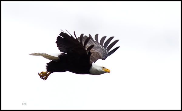 IMAGE: http://i568.photobucket.com/albums/ss130/rutlian/1202_juanitabaypark_035-Edit.jpg