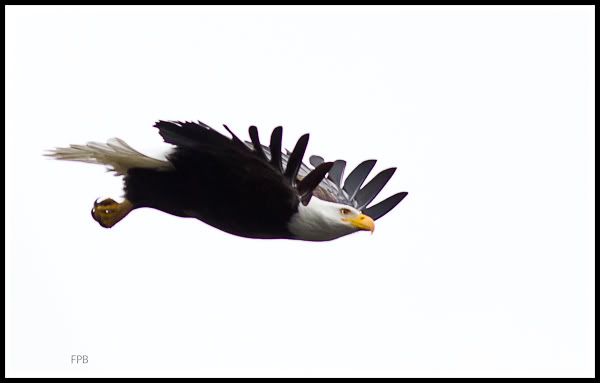 IMAGE: http://i568.photobucket.com/albums/ss130/rutlian/1202_juanitabaypark_036-Edit.jpg