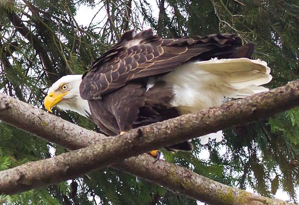 IMAGE: http://i568.photobucket.com/albums/ss130/rutlian/1202_juanitabaypark_088.jpg