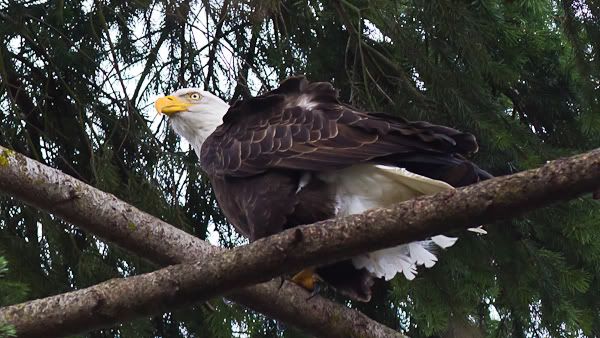 IMAGE: http://i568.photobucket.com/albums/ss130/rutlian/1202_juanitabaypark_099.jpg