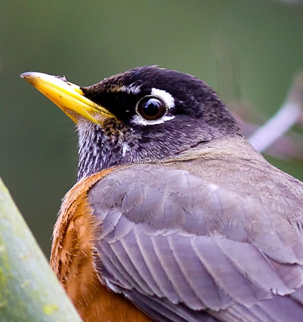 IMAGE: http://i568.photobucket.com/albums/ss130/rutlian/1202_juanitabaypark_151.jpg