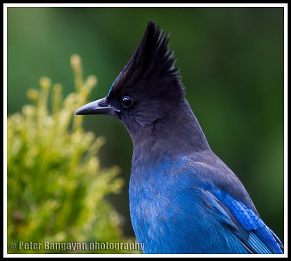 IMAGE: http://i568.photobucket.com/albums/ss130/rutlian/1203_backyard1_049-Edit-1.jpg